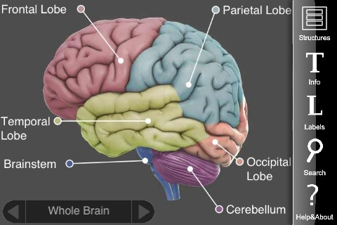 The 3D Brain app showing a 3D Brain. Neat.