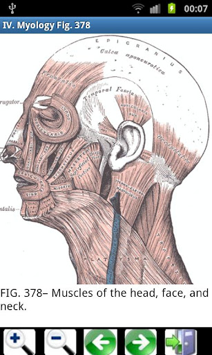The Visual Anatomy app showing an illustration from Gray's Anatomy