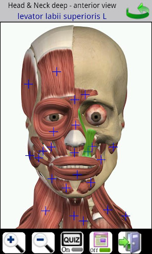 The Visual Anatomy app showing a 3D view of the head, including skull, muscle, organs, and tissue
