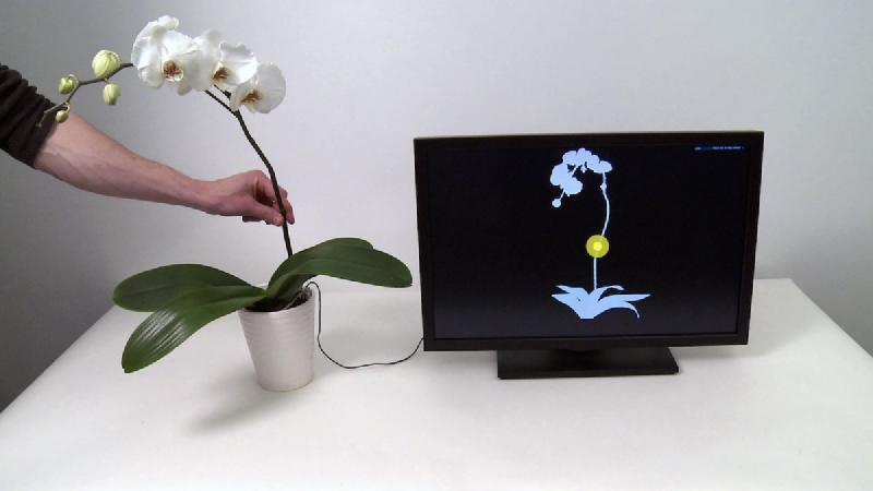 Disney Research's Botanicus Interacticus system turning a potted plant into a touch interface